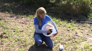 How to Collect Soil Samples Part 2:  Sample Collection