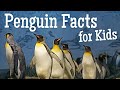 Penguin Facts for Kids