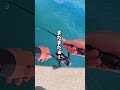 秋エギングで数釣りとサイズUPを目指すならこの方法を試してください #釣り #エギング #fishing