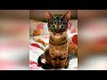 Кошки 2019 Смешные Коты 2019 приколы про котов с котами до слёз. Смешные кошки Funny Cats #72