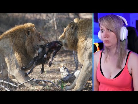 15 Merciless Predators Hunting Baby Animals Part 2 | Pets House