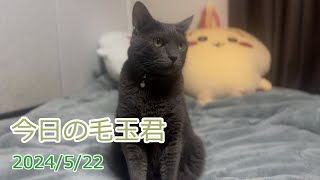 今日の毛玉君2024/5/22