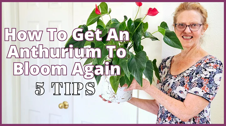 How To GET AN ANTHURIUM TO BLOOM AGAIN: 5 Tips