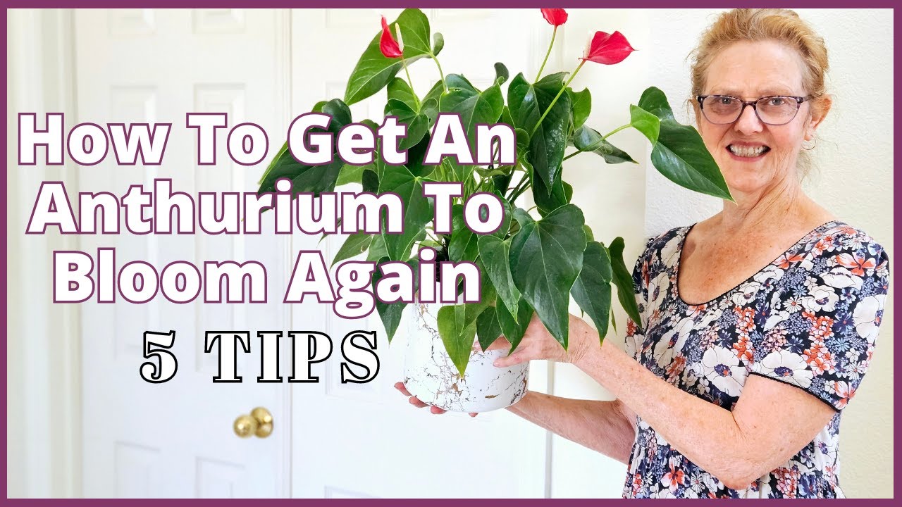 How To GET AN ANTHURIUM TO BLOOM AGAIN 5 Tips YouTube