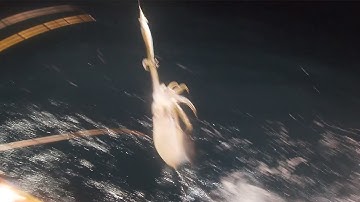 CÂU MỰC CÔN ĐẢO -  Chuyến Câu Mực Lớn P11 |Câu Mực Biển Tây #59