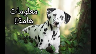 معلومات عن الكلب الدلميشن|Dalmatian dog