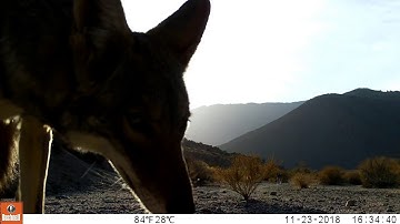Coyote pack and jackrabbit
