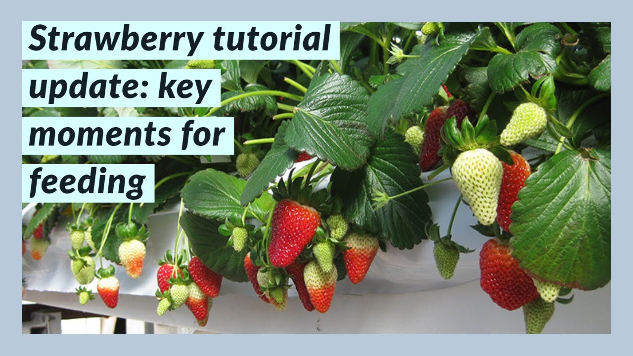 STRAWBERRY TUTORIAL UPDATE KEY MOMENTS FOR FERTILIZING YouTube