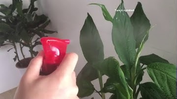 Mini trigger sprayer