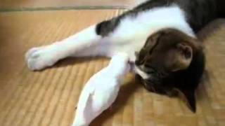 Попугай играет с котом by TheOurCats 1,479 views 12 years ago 1 minute, 53 seconds
