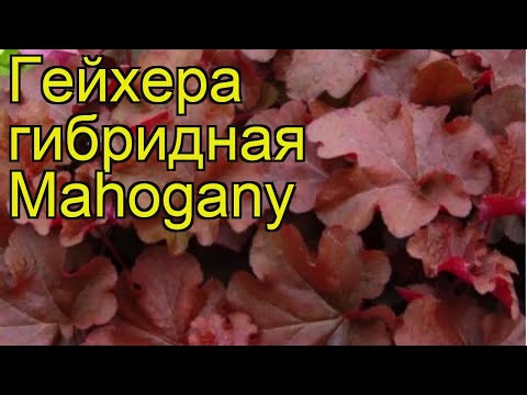 Video: Aina Za Kisasa Za Heuchera