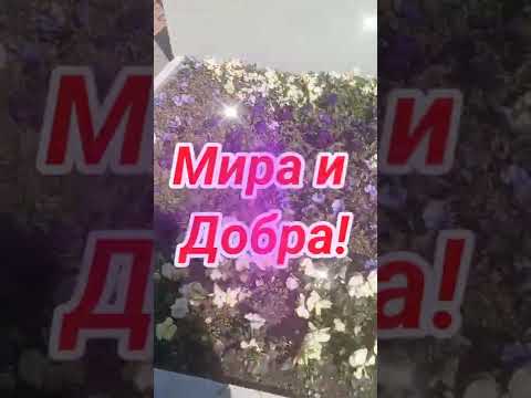 Видео: Всем мира и добра!