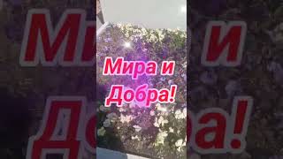 Всем мира и добра!