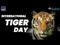  global tiger day  filaantro 