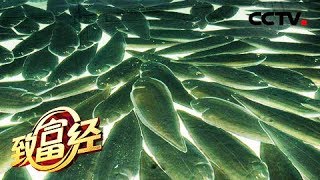《致富经》老爸不敢养的鱼 儿子年卖1800万 20180726 | CCTV农业
