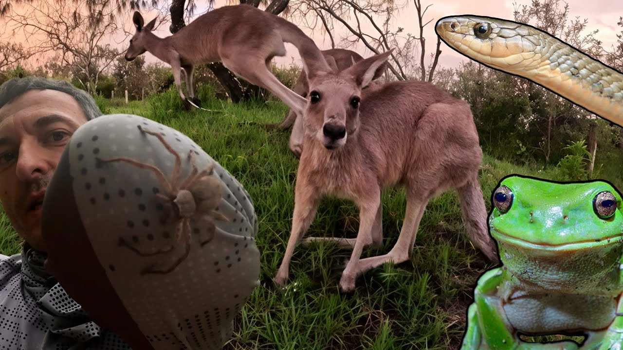 CO UKRYWA AUSTRALIJSKI LAS? TOP 10 EGZOTYCZNYCH SPOTKAŃ ZE ZWIERZĘTAMI