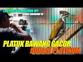 Platuk Bawang Gacor !! durasi platinum cocok buat masteran