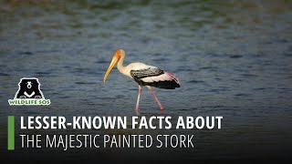 Lesser Known Facts About The Majestic Painted Stork