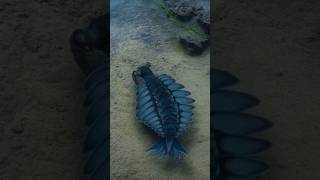 Anomalocaris. Largest shrimp in the history of the Earth #anomalocaris #paleontology #shorts #facts
Many of you probably love to eat shrimp. And the more they are, the better. Shrimp living now can reach a length of about 25 centimeters. But in the seas of the Cambrian period lived Anomalous Shrimp from 40 to 100 centimeters long, which itself could eat anyone. In fact, Anomalocaris is an arthropod, but it has nothing to do with shrimps. He got his name because of the characteristic shape of the oral appendages. Their prints were the first find associated with this creature. It happened at the end of the 19th century. Over more than 100 years of research, scientists have figured out what this prehistoric predator actually looked like. It had a mouth apparatus with teeth, unusual side plate fins, and a flat, fan-shaped tail.
Watch the video until the end, you will definitely like it.
If you liked the theme of the release, then put Like and write your opinion in the Comments.
★★★★★★★★★★★★★★★
OTHER INTERESTING RELEASES ON OUR CHANNEL:
★ The Strangest and Most Unusual Dinosaurs. Part 1 - https://youtu.be/J7q6WQw76hQ
★ The most interesting videos about Dinosaurs - https://youtu.be/KftmBCiR6vI
★ How did dinosaurs go extinct? Chronicle of events. - https://youtu.be/47Ok1Dc-pWQ
★ FIGHTING FOR SURVIVAL FOLLOWING AN ASTEROID HIT - https://youtu.be/Ivf40SO4J4s
★ BATTLES OF DINOSAURS. ALLOSAUR VS STEGOSAUR - https://youtu.be/qX6bXNT70ZU
★ MICRORAPTOR - THE FLYING HUNTER OF THE DINOSAURS ERA - https://youtu.be/wJqTC0MyrLY
★ SARCOSUCHUS IS THE KING OF CROCODILES IN THE AGE OF DINOSAURS - https://youtu.be/_5F0EaFgmkQ
★ QUETZALCOATLUS - THE BIGGEST FLYING PREDATOR OF DINOSAURS ERA - https://youtu.be/6dRMAh-yv_Y
★★★★★★★★★★★★★★★★★★★★★★★★★★★★★★
Music: Production Music courtesy of Epidemic Sound
★★★★★★★★★★★★★★★★★★★★★★★★★★★★★★
SUBSCRIBE to Our Channel DINOSAUR ERA - https://www.youtube.com/channel/UC4ig8bKGjwoX17z9mvsNTvQ
★★★★★★★★★★★★★★★★★★★★★★★★★★★★★★
#dinosaur_era #dinosaurs #predators #dinosaur #jurassicworld #jurassicpark #dinosaurera #shorts #areruasonid #shortsmovie #paleontology #anomalocaris Anomalocaris. Largest shrimp in the history of the Earth #anomalocaris #paleontology #shorts #facts