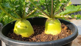 How to grow radish Anywhere! (1~82 days) | Grow radish from seeds