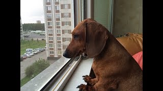 Аннушке. "Милое создание - такса Мотя" Аннушке. "Милое создание - такса Мотя"