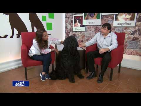 Video: Terrier ruso negro