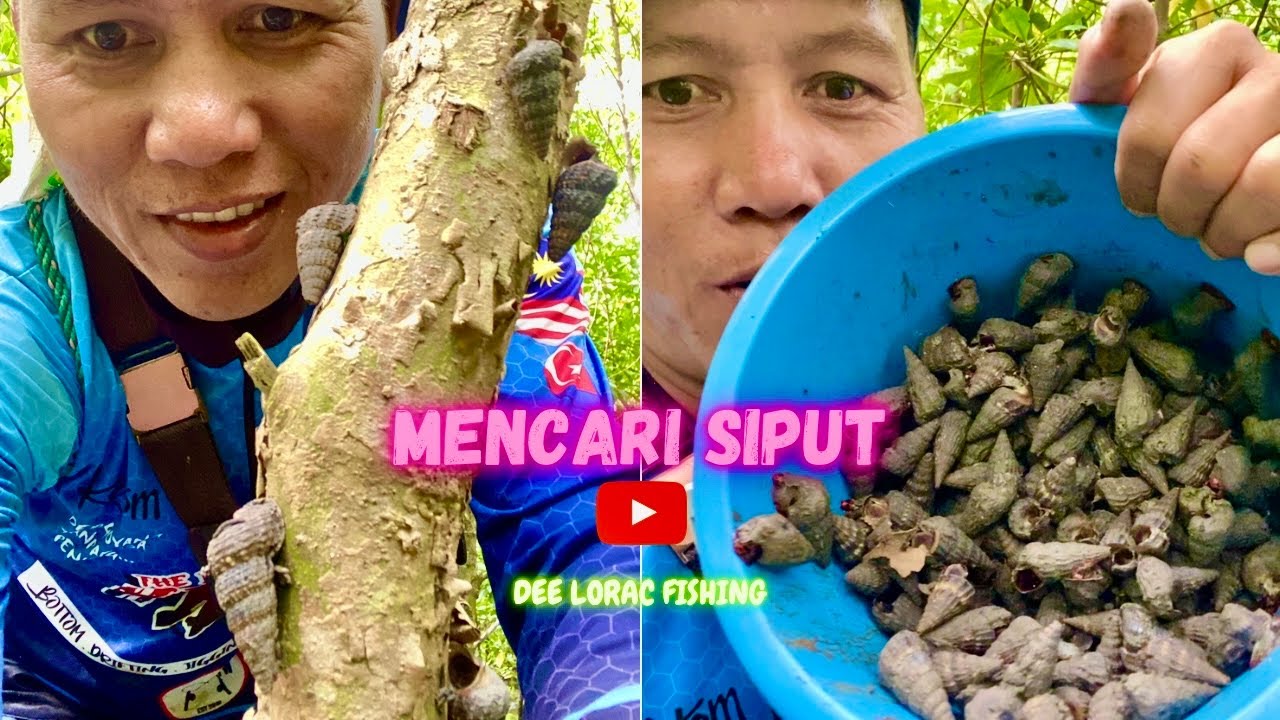 P115 Cari siput sedut air pasang besar