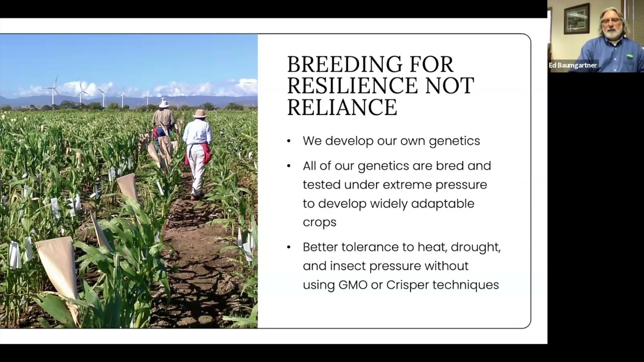 Conventional Corn Seed for No-Till Farms