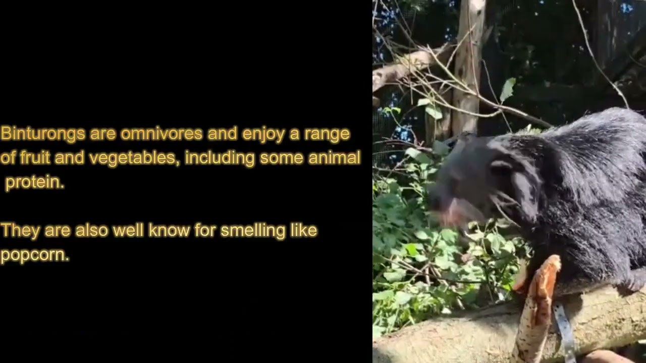 Binturong are South East Asian species of prehensile tailed mammals. They are famous for smelling like popcorn and have very cat like apperance