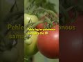 Amazing Facts &amp; Benefits of Tomato 🍅 | Healthy Life Secret!