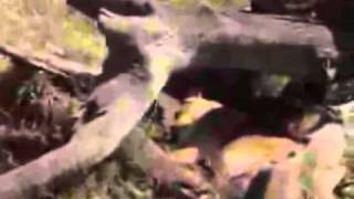 Animal Encyclopedia Vol. 1:  Life in New World - preview
