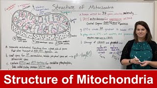 Structure of Mitochondria