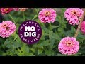 Flowers no dig for summer, tips on planting and care