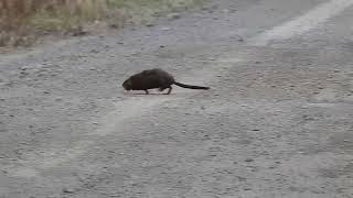 4 Second Muskrat Run  DSCN3970