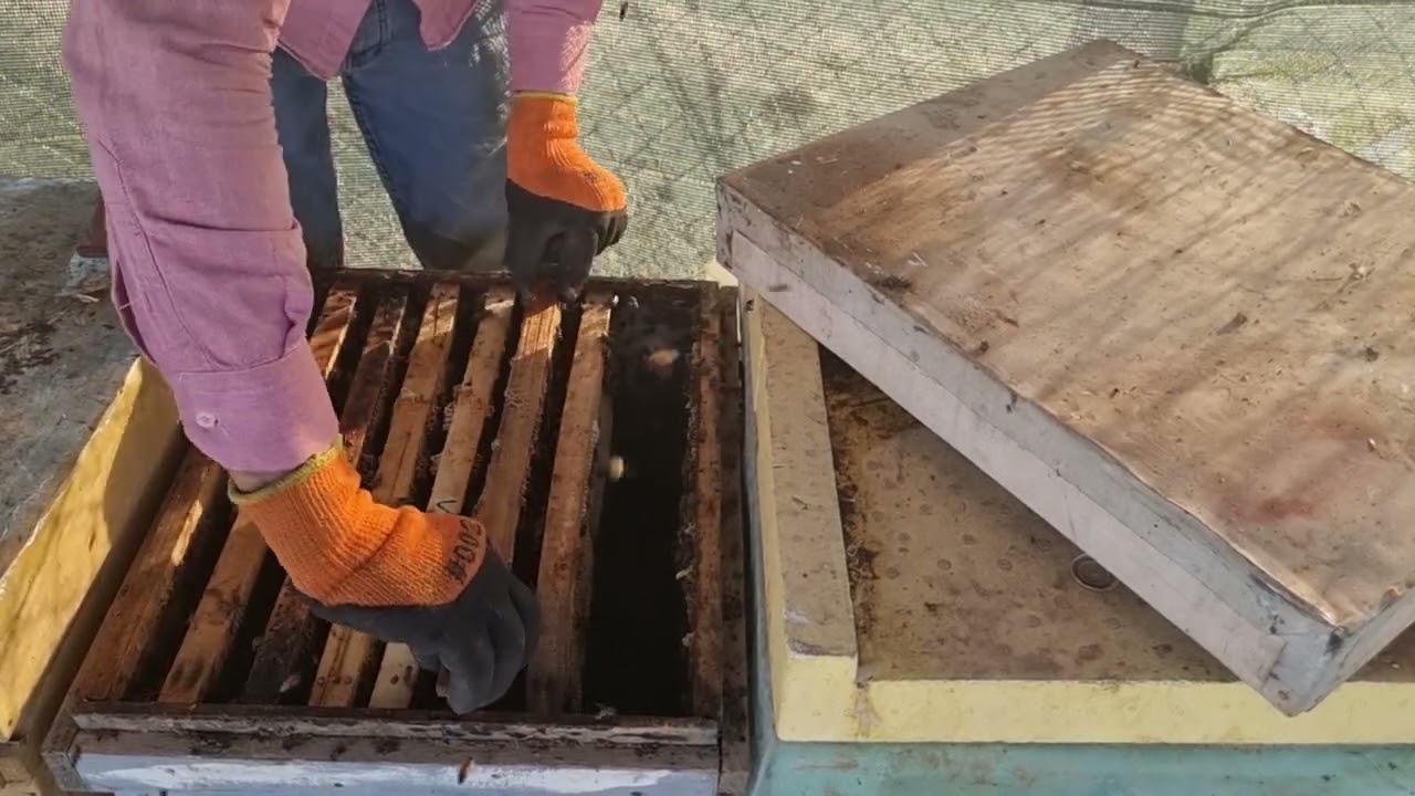 سەرەتای وەرزی پایز چی پێوستە بکرێت