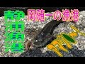 釣り動画ロマンを求めて　50釣目：前半（静浦漁港）