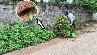 Volunteer to clear overgrown grass using simple hand tools