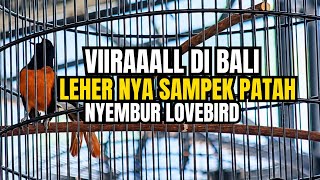 SAMPEK PATAH‼️ NEKUK LEHER SAMBIL SUJUD KELUARKAN SMEBURAN LOVEBIRD PANJANG