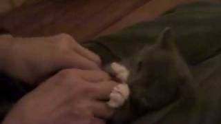 Gıdıklanan Kedi Komik Video Sin3K.com