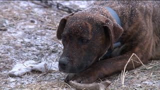 Pet Advocates Out In Force Help Owners With Pets Outside In The Cold