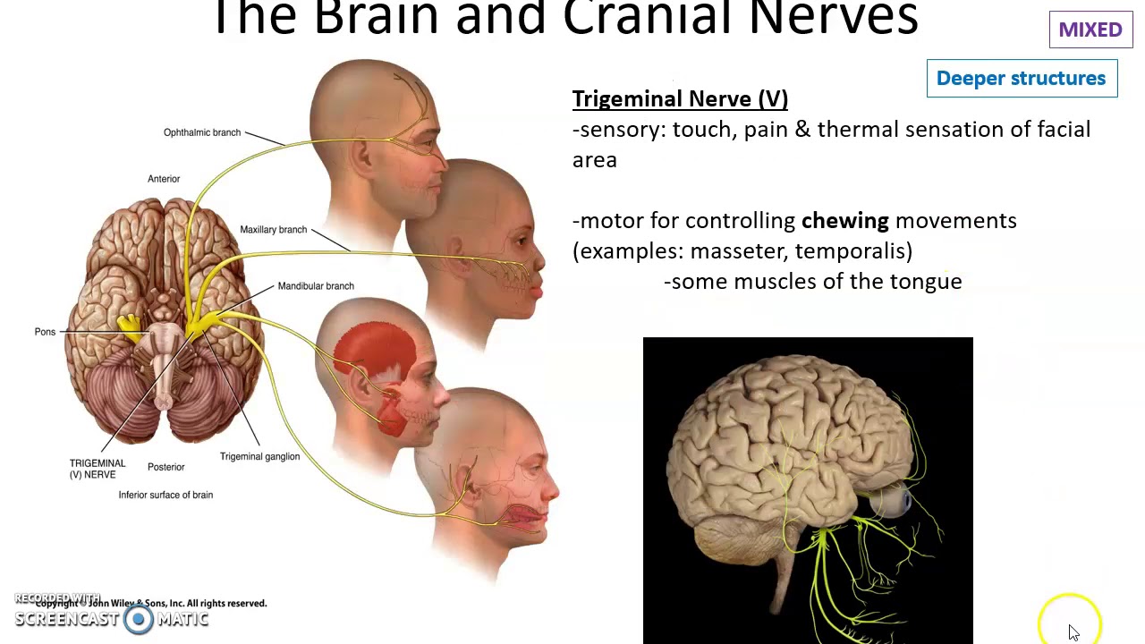 Chapter 9 Topics: Cranial Nerves - YouTube