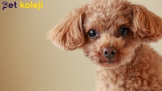 Toy Poodle Köpek Makas Tıraşı - Köpek Kuaförü İstanbul