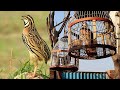 Quail Sound For Hunting New // Rain Quail Batair Ki Awaz // Real Quail Sound Bulara @ExplorePotohar