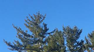 Nesting red-tailed hawks
