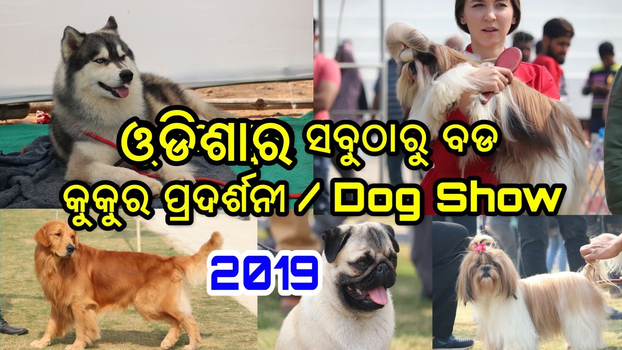 ଓଡିଶାର ସବୁଠାରୁ ବଡ କୁକୁର ପ୍ରଦର୍ଶନୀ, Odisha Biggest Dog Show 2019 over