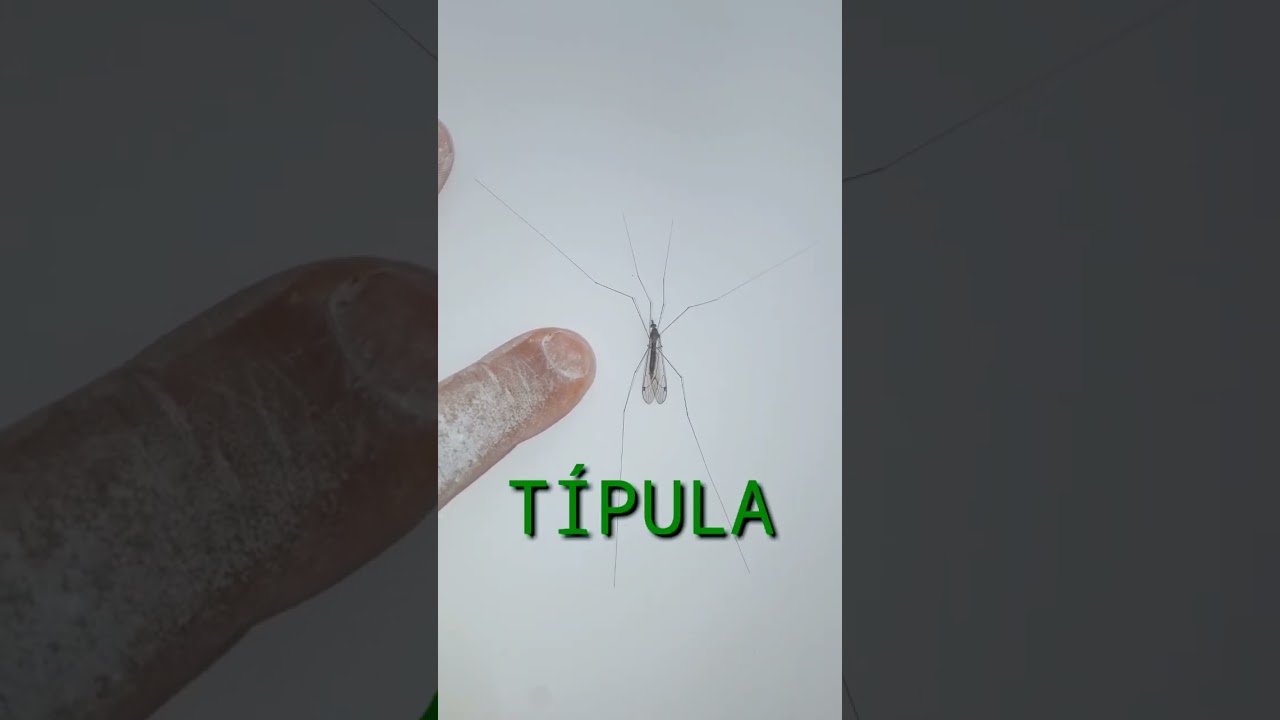 pernilongo gigante , conhecido como típula