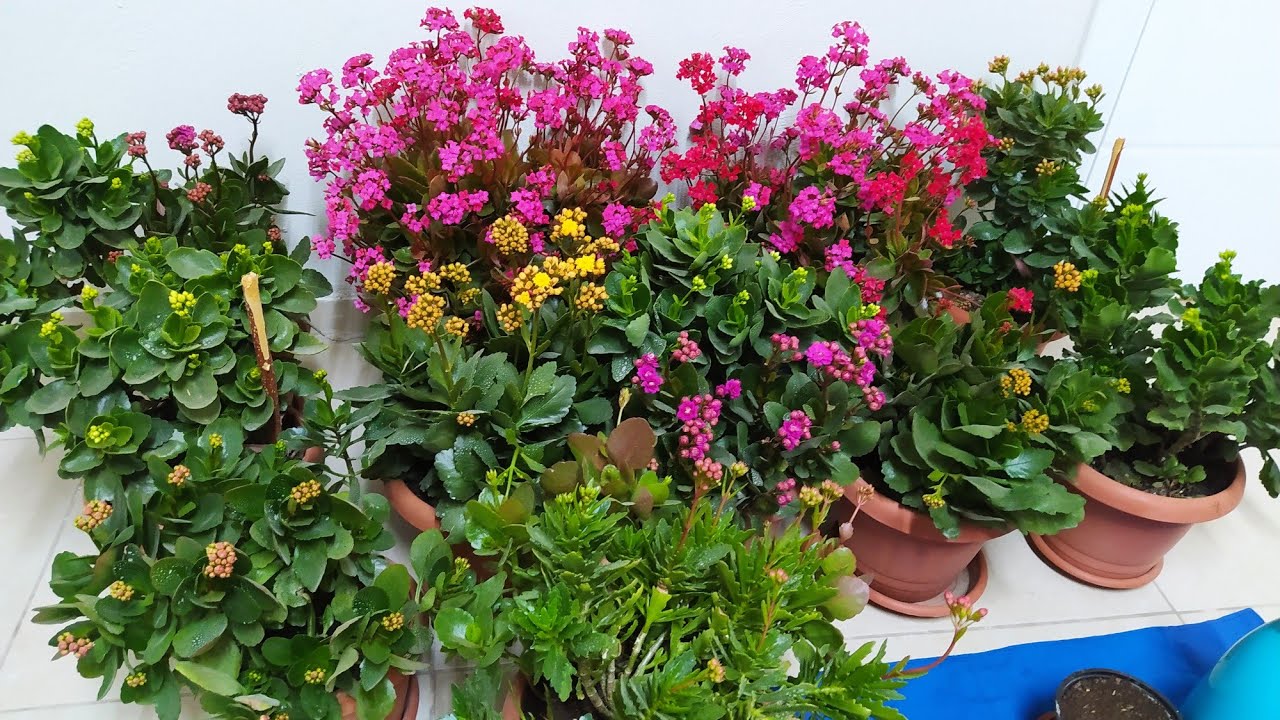 Как распространяется каланхоэ (каланхоэ)? С хитростями !!