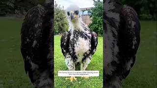 Download Lagu This family found a small bird after the big storm and then this happened MP3 Download Lagu This family found a small bird after the big storm and then this happened MP3