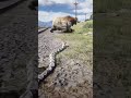 Unexpected Hero! Snake Kills Mountain Lion  #gaming #shorts #rdr2