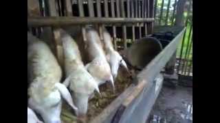 kambing makan gedebok pisang